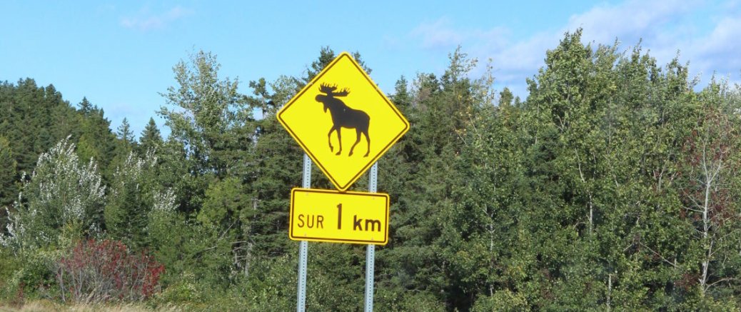 A Moose Hunt in the National Gaspesie Park