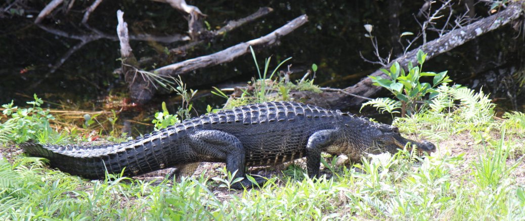 De Key West à la New Orleans