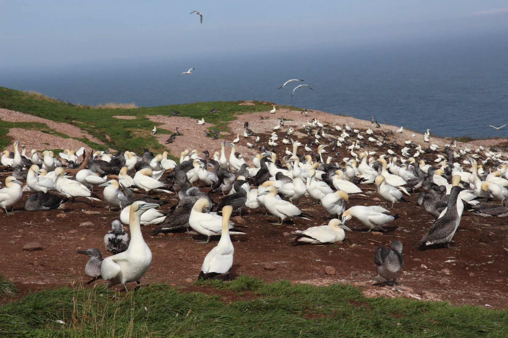 Perce_Bonaventure_431