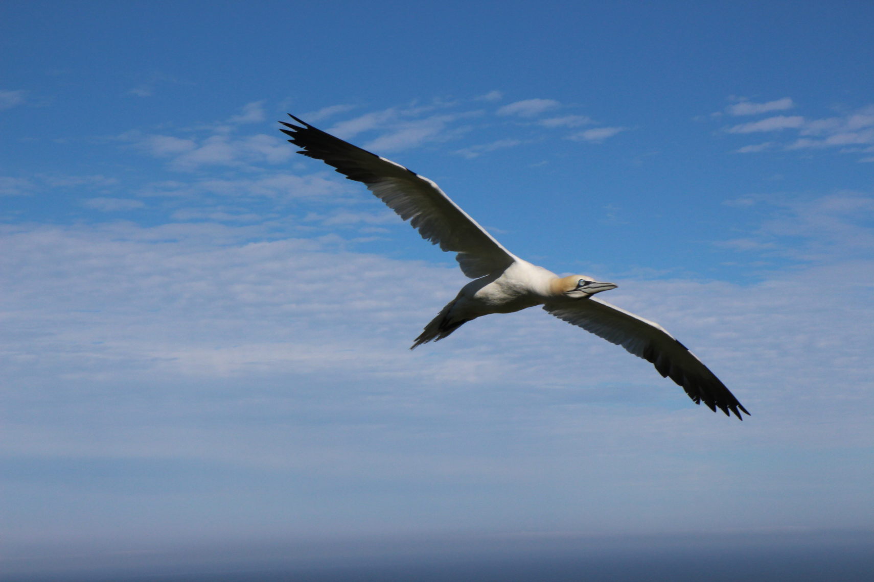 Perce_Bonaventure_445