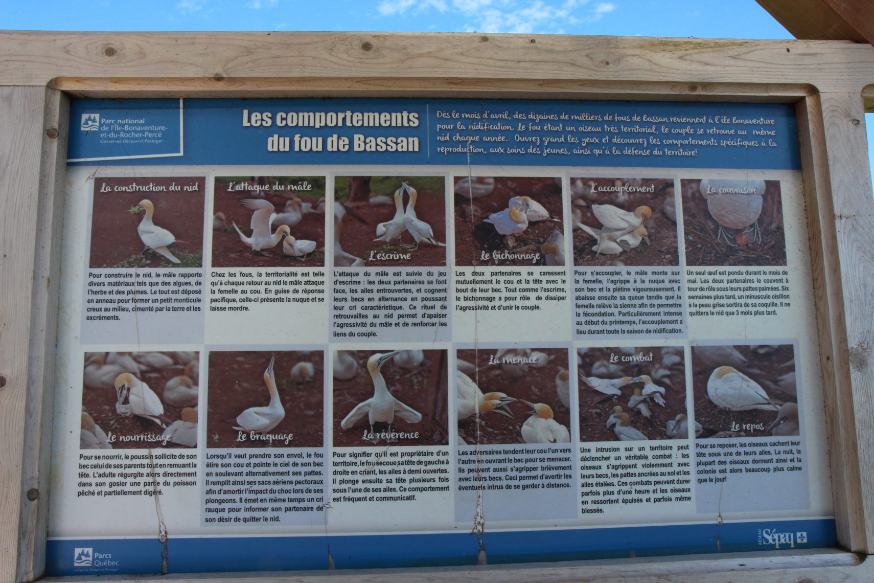 Perce_Bonaventure_433_v1