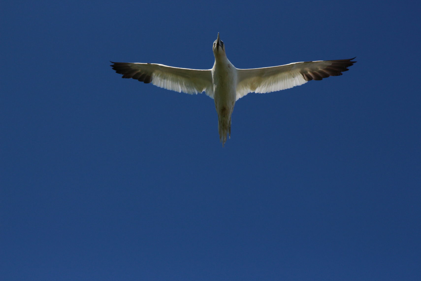 Perce_Bonaventure_441_v1